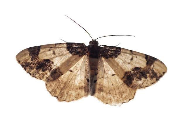 Animal insecte papillon isolé sur blanc