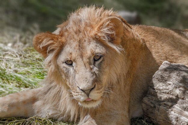 Animal jeune lion allongé sur l'herbe