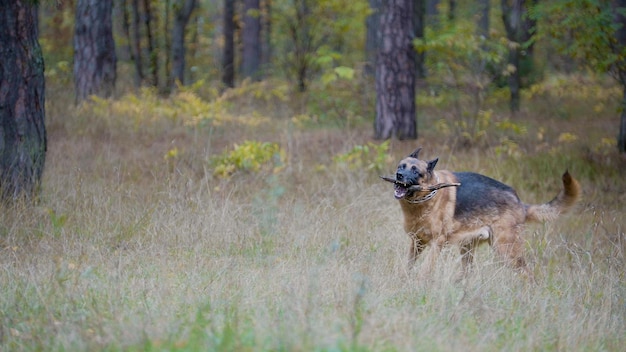 Animal jouant avec un bâton en bois - chien de berger allemand dans la forêt d'automne, téléobjectif