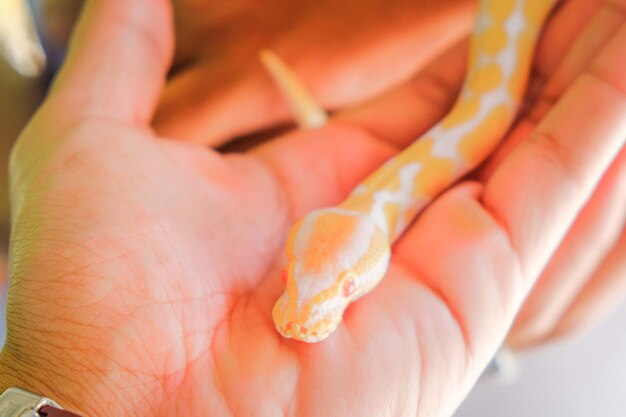 Animal de jouet à main coupé