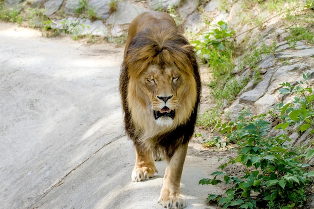 Animal lion adulte se promène dans le zoo