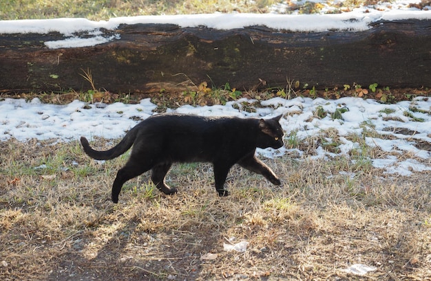 Animal mammifère chat noir