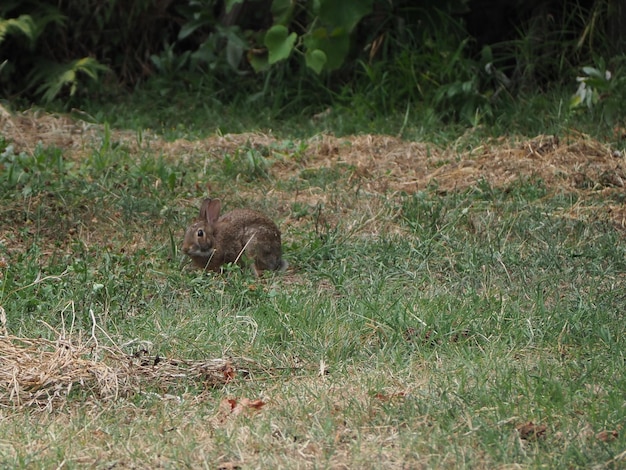 Animal mammifère lièvre