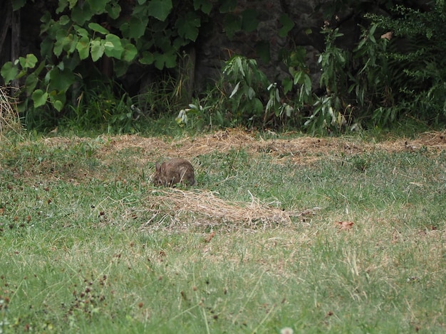 Animal mammifère lièvre