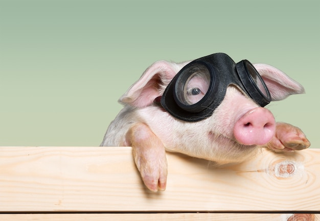 Photo animal mignon de porcelet dans des verres d'aviateur accrochés à une clôture