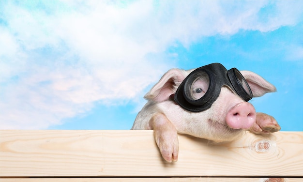 Animal mignon de porcelet dans des verres d'aviateur accrochés à une clôture