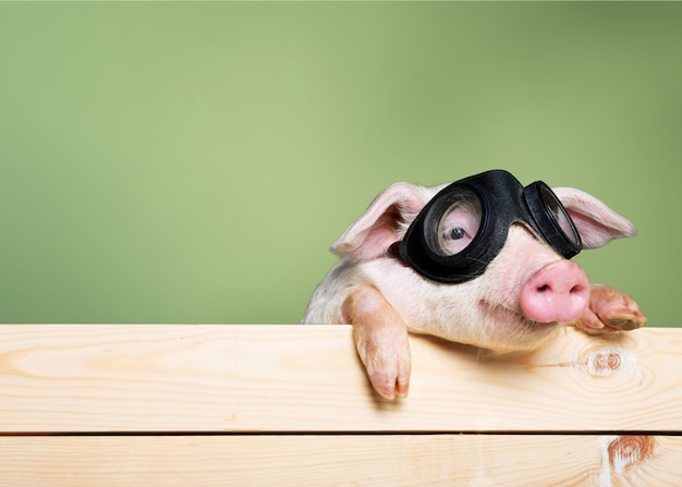 Animal mignon de porcelet dans des verres d'aviateur suspendus