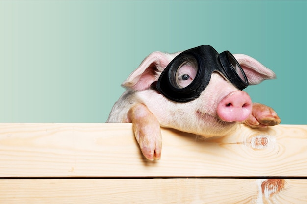 Animal mignon de porcelet dans des verres d'aviateur suspendus