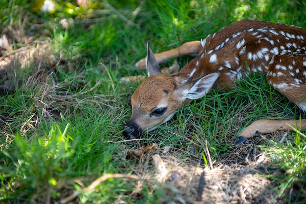 Photo animal nature cerf faon bambi jeune chevreuil capreolus belle faune buck