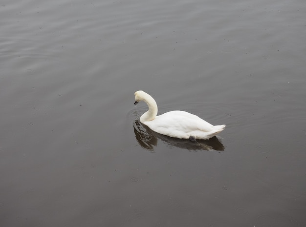 Animal oiseau cygne blanc