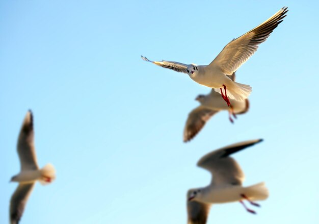 animal, oiseau, mouette, voler, sur, ciel, photo