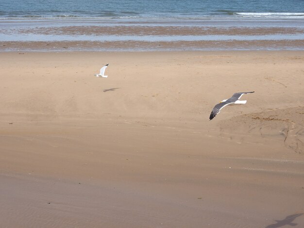 Animal oiseau mouette