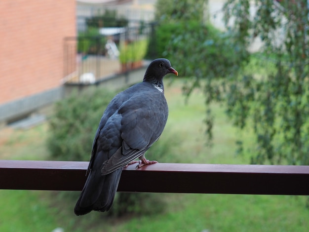 Animal oiseau pigeon ramier