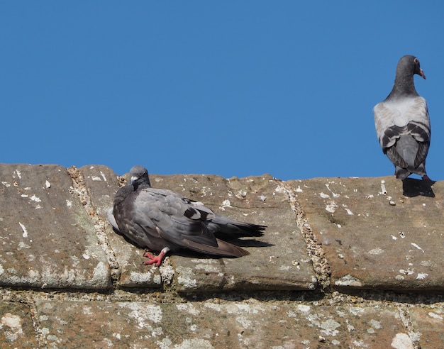 Animal pigeon domestique