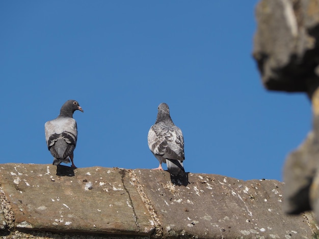 Animal pigeon domestique