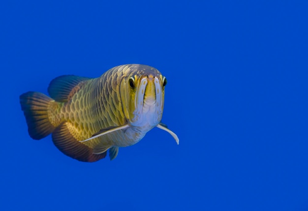 Animal poisson arowana