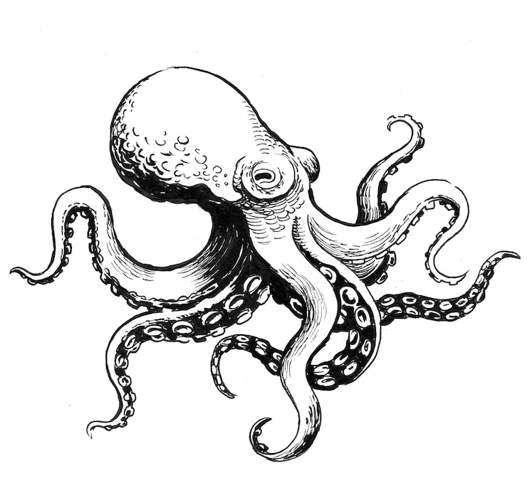 Photo animal de poulpe. dessin noir et blanc à l'encre