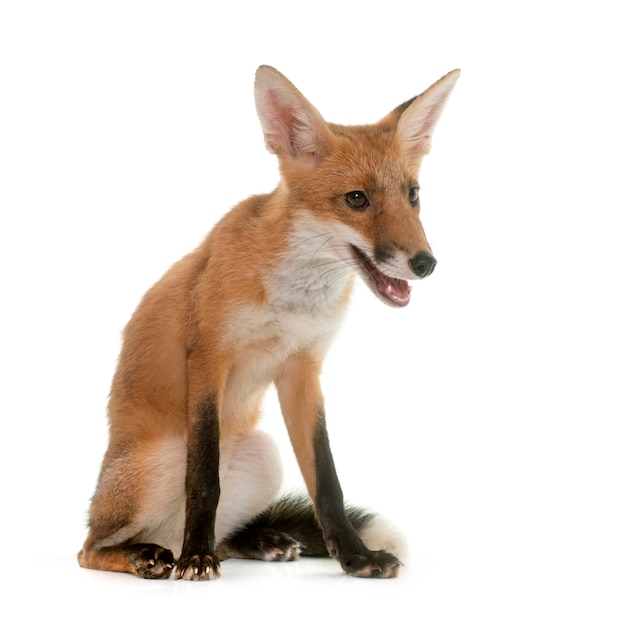 animal renard