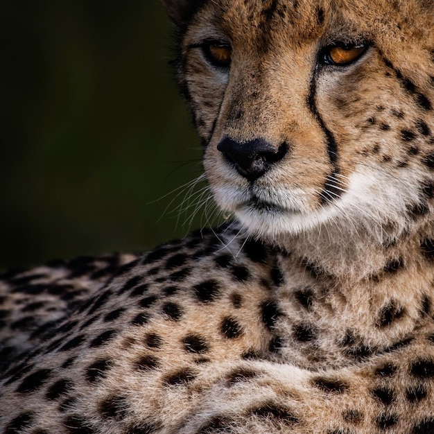 animal sauvage danger guépard léopard nature