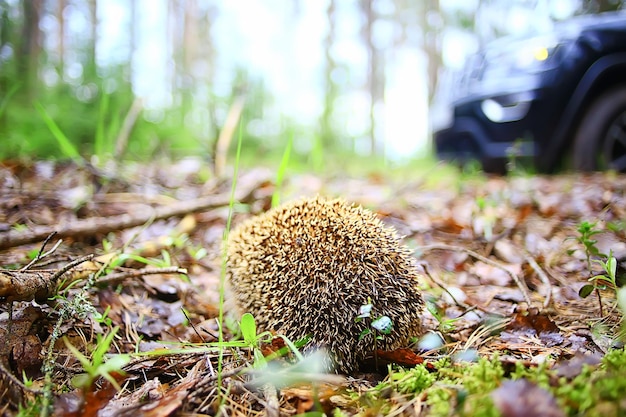 animal sauvage dans la nature hérisson dans la forêt, hérisson européen court