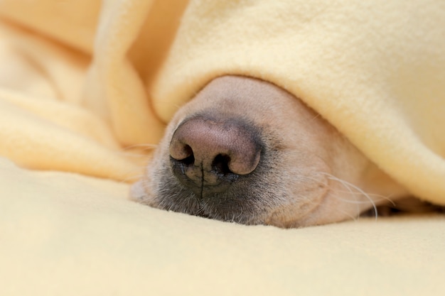 L'animal se réchauffe sous une couverture jaune par temps froid et hivernal.Le nez de chien se bouchent.