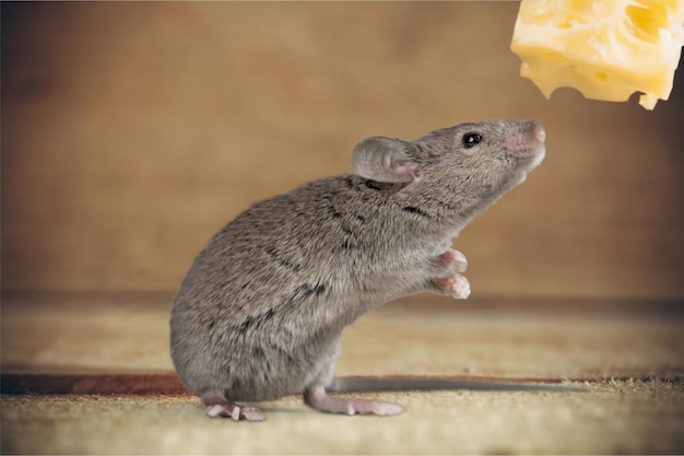 Animal de souris grise et fromage sur fond