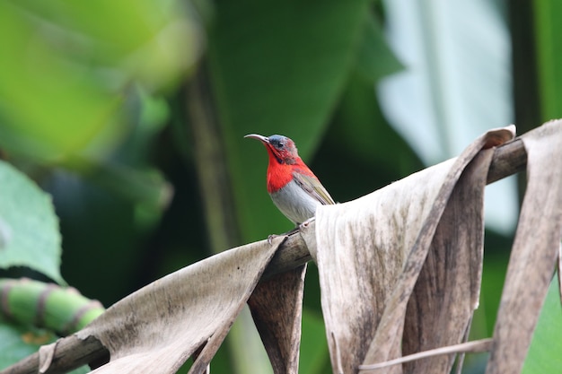 Animal Sunbird cramoisi