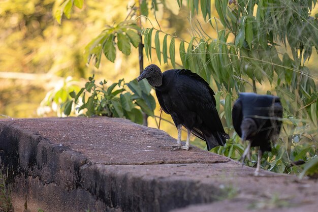 Animal Urubu noir de l'espèce Coragyps atratus