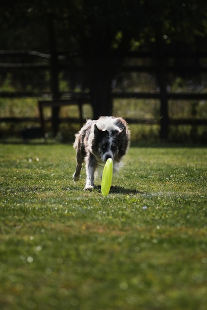 L'animal veut attraper le disque avec les dents