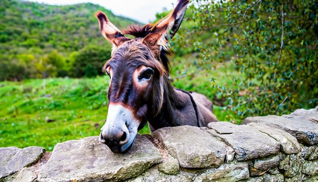 Photo animaux d'âne