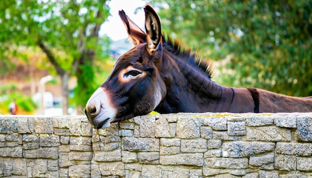 Photo animaux d'âne