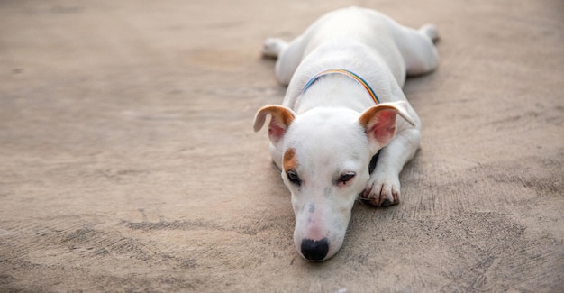 Animaux de compagnie et concept domestique