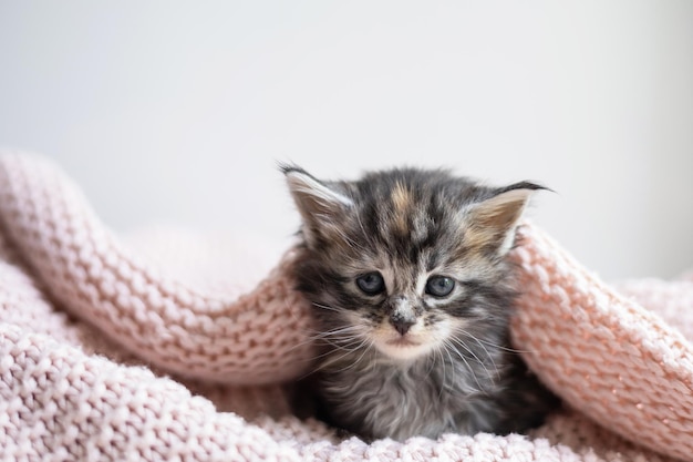 Animaux de compagnie mignon petit chaton de races maine coon est allongé sous une couverture tricotée rose confortable