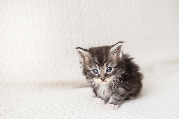 Animaux de compagnie mignon petit chaton de races maine coon se trouve dans une couverture tricotée