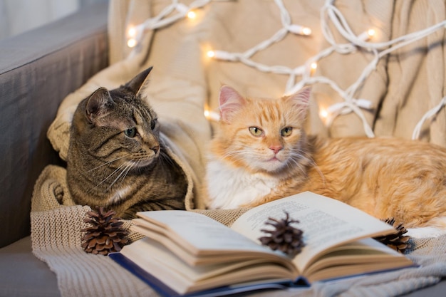 animaux de compagnie Noël et concept de hygge deux chats allongés sur le canapé avec un livre à la maison en hiver