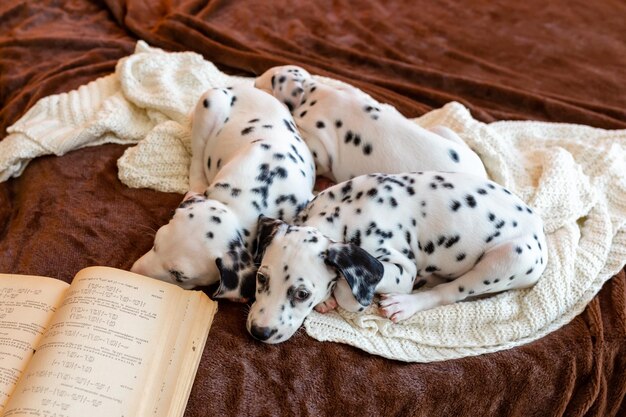 Les animaux de compagnie et les vacances d'hiver Les adorables chiots qui dorment sur le lit