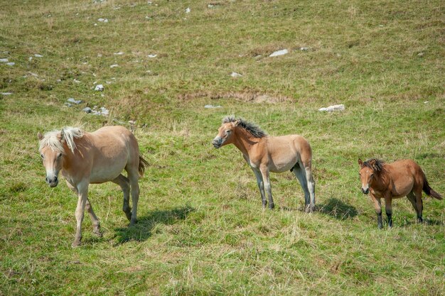 Animaux dans les alpages