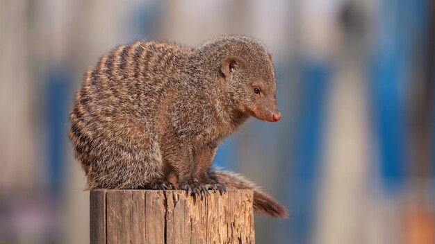 Photo animaux dans la nature