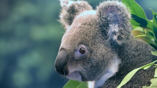 Photo animaux dans la nature