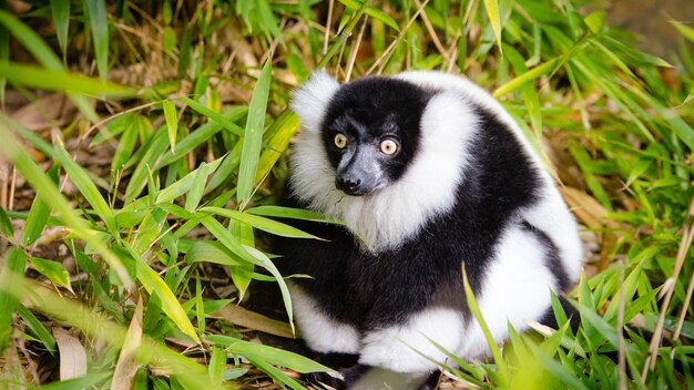 Photo animaux dans la nature