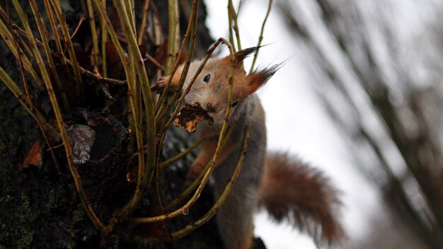 Photo animaux dans les prairies