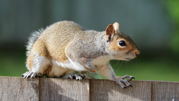 Photo animaux dans les prairies