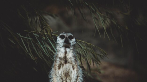 Photo animaux dans les prairies