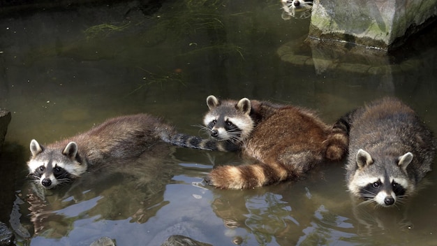 Photo animaux dans les prairies