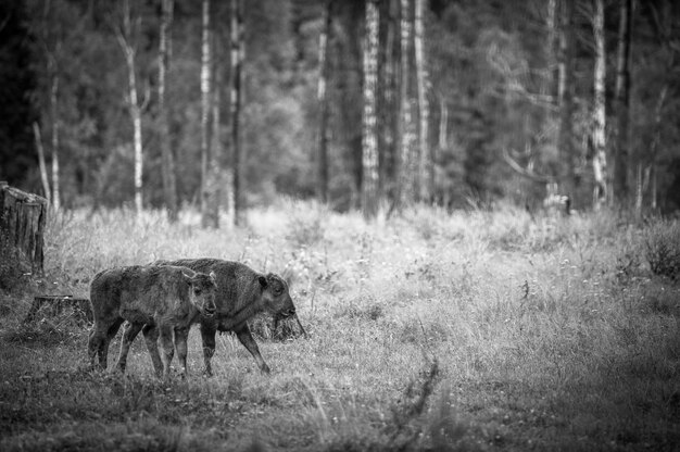 Animaux dans la réserve, Danki, Fédération de Russie