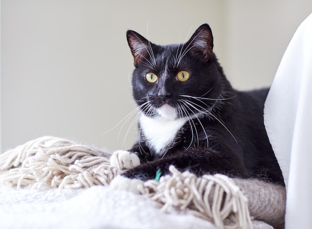 animaux domestiques, animaux domestiques et concept de confort - chat noir et blanc allongé sur un plaid à la maison