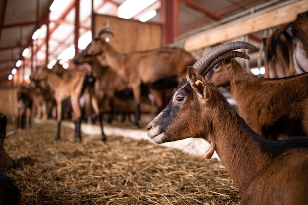 Animaux domestiques de chèvre à la ferme