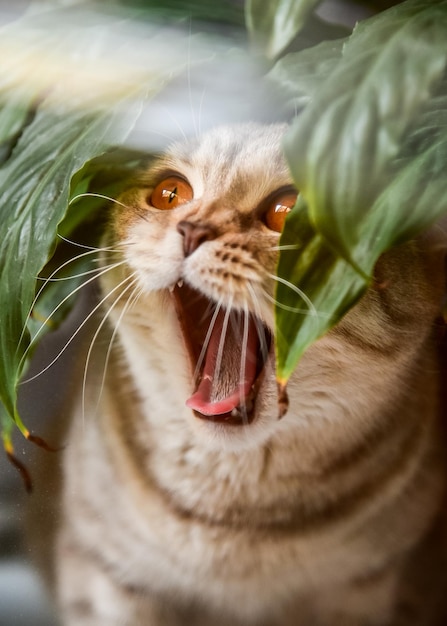 Animaux drôles. Le chat bâille parmi les feuilles vertes.