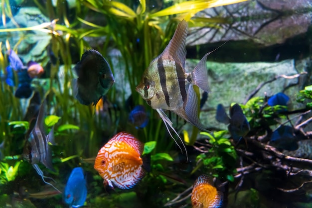 Animaux du monde marin sous-marin Écosystème Poissons tropicaux multicolores Vie dans un récif corallien Photo de haute qualité