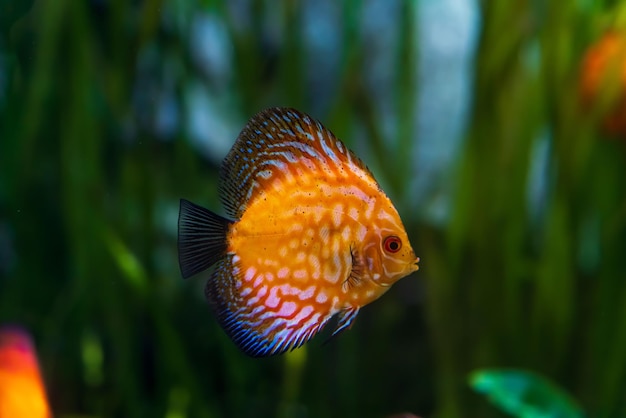 Animaux du monde marin sous-marin Écosystème Poissons tropicaux multicolores Vie dans un récif corallien Photo de haute qualité